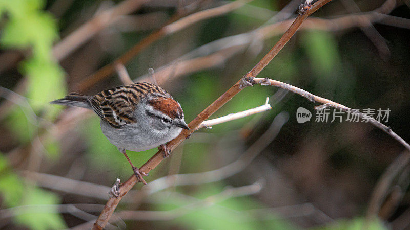 残酷的家庭，(Spizella passerina)，切麻雀。